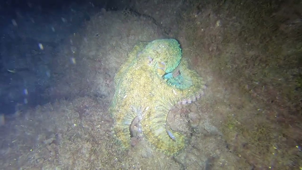 Night Diving | Inmersión Nocturna - Tufia, Gran Canaria 