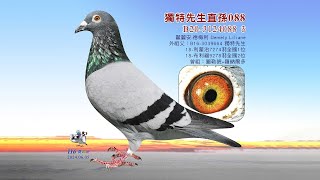 【歐洲特賣會】B20-3124088