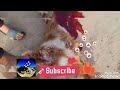 سر بریدن بزغاله Shorts Shortvideo کرمانج Short Music Games Kpop Hindi Omletarcade سر بریدن بزغاله Shorts Shortvideo کرمانج Short Music Games Kpop Hindi Omletarcade
