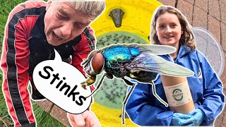 How to STOP FLYS from Driving Your COWS Crazy! Kill Flies—Without Chemicals!