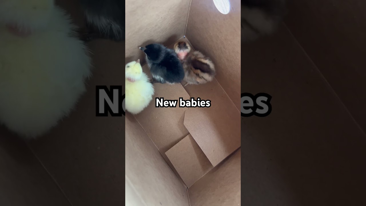 New babies turkens