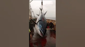 Giant Deep Sea Tuna Caught By Fishermen Deepseafishing Fishingexploration Giantseacreature 