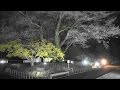 2017年南信州の桜巡り　飯田市美術博物館の安富桜ライトアップ