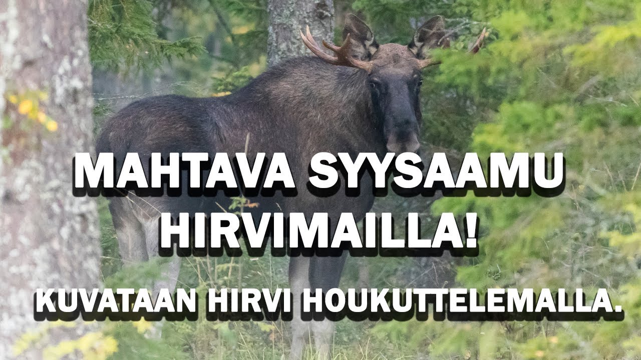 MAHTAVA AAMU TAAS! Kuvataan hirvi houkuttelemalla.