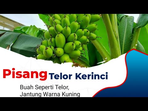 Budidaya Pisang TELOR Kerinci - YouTube