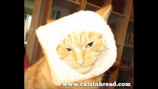 Cat Breading Funny Video Cats In Bread