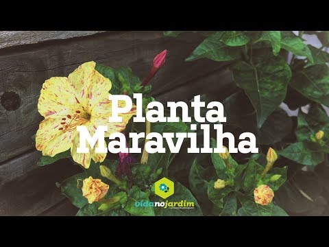 Planta Maravilha