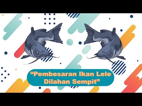 Jenis-jenis Penyakit pada Ikan Lele | Pembesaran Ikan Lele di Lahan Sempit  | Bio Sains Pertanian