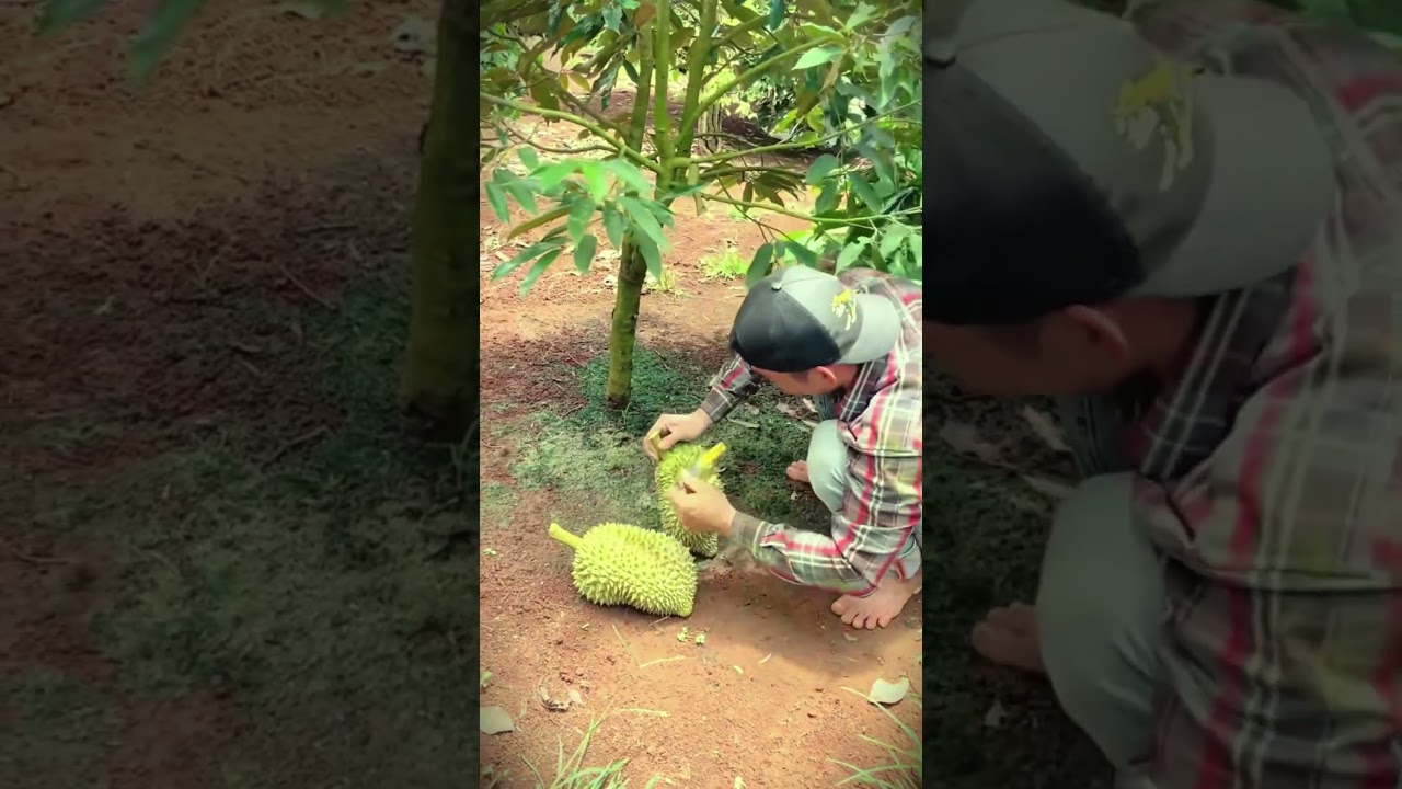 An easy way to cut durian fruit with a cutter 