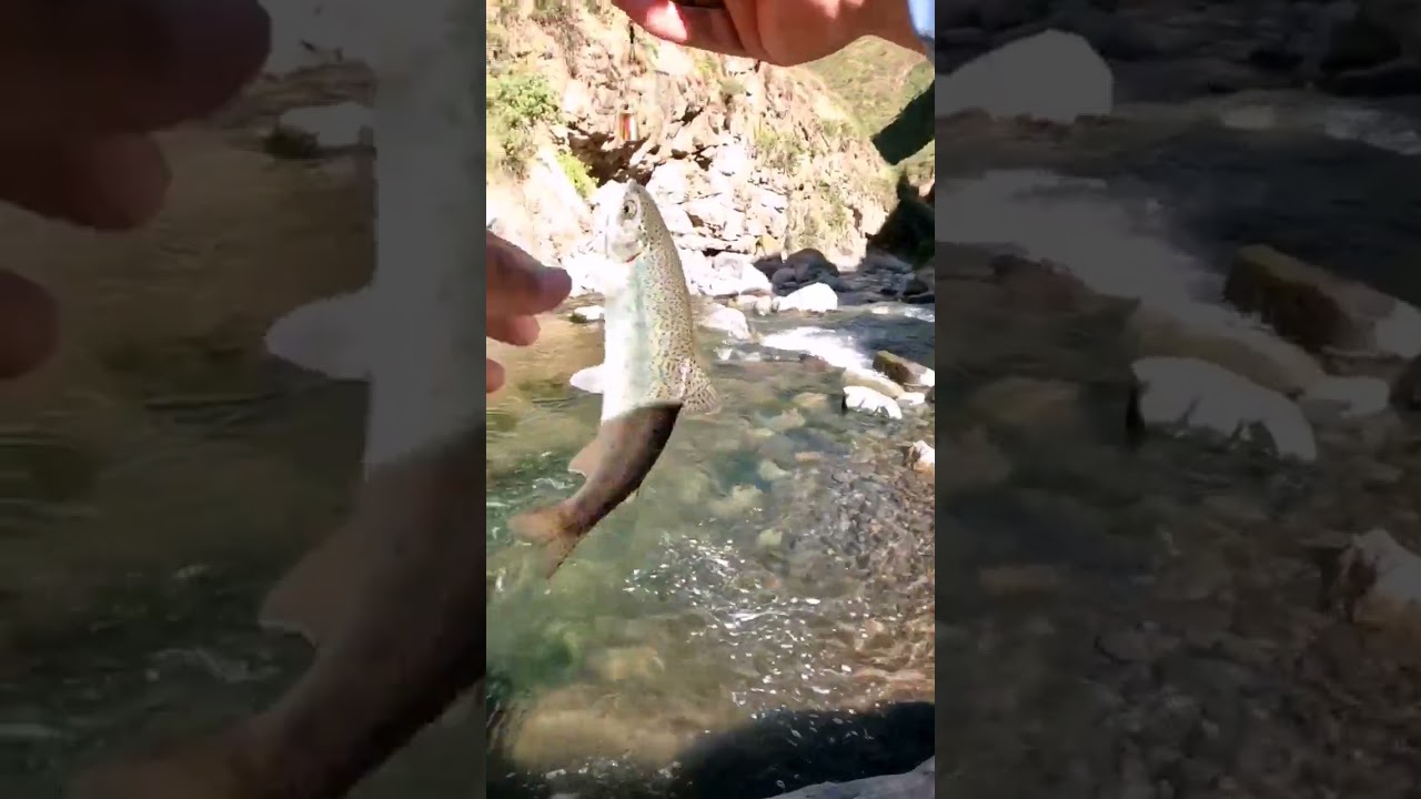 #pesca de #trucha en #rio con #cucharilla #pescadovivo #bluefox #vibrax