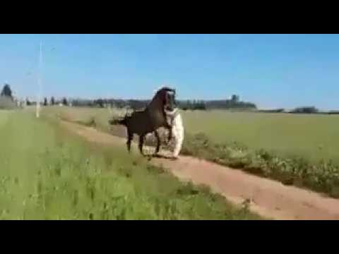 Derisage de cheval de Tbourida Maroc camera iphone 8 plus apk