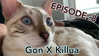 Bengal Brothers EP 8 - Morning X Cat Bengal Brothers EP 8 - Morning X Cat