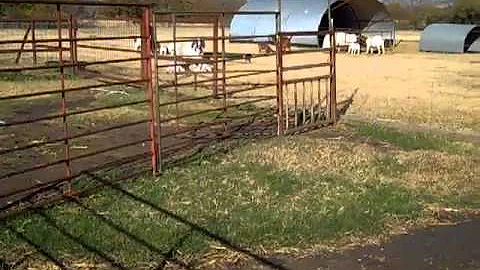 Our farm layout and how we use it.