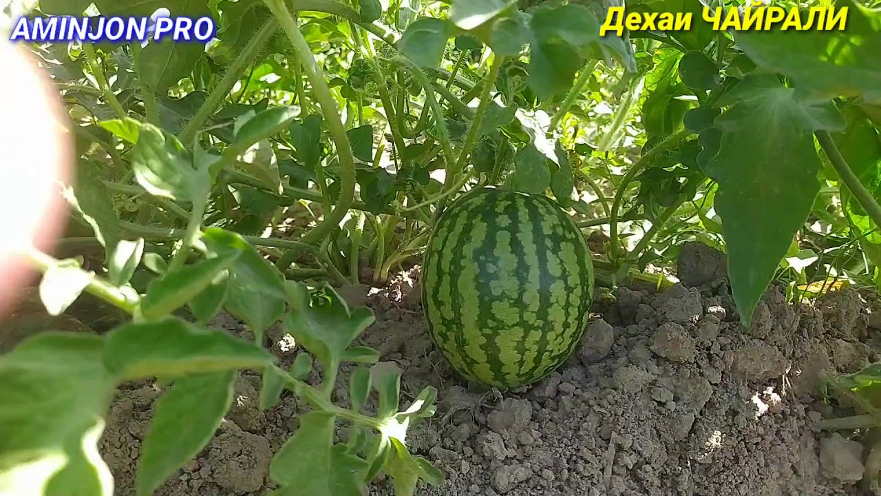 Дехаи ЧАЙРАЛИ-И Н. Темурмалик ( Советский). Дарëи СУРХОБ. Река