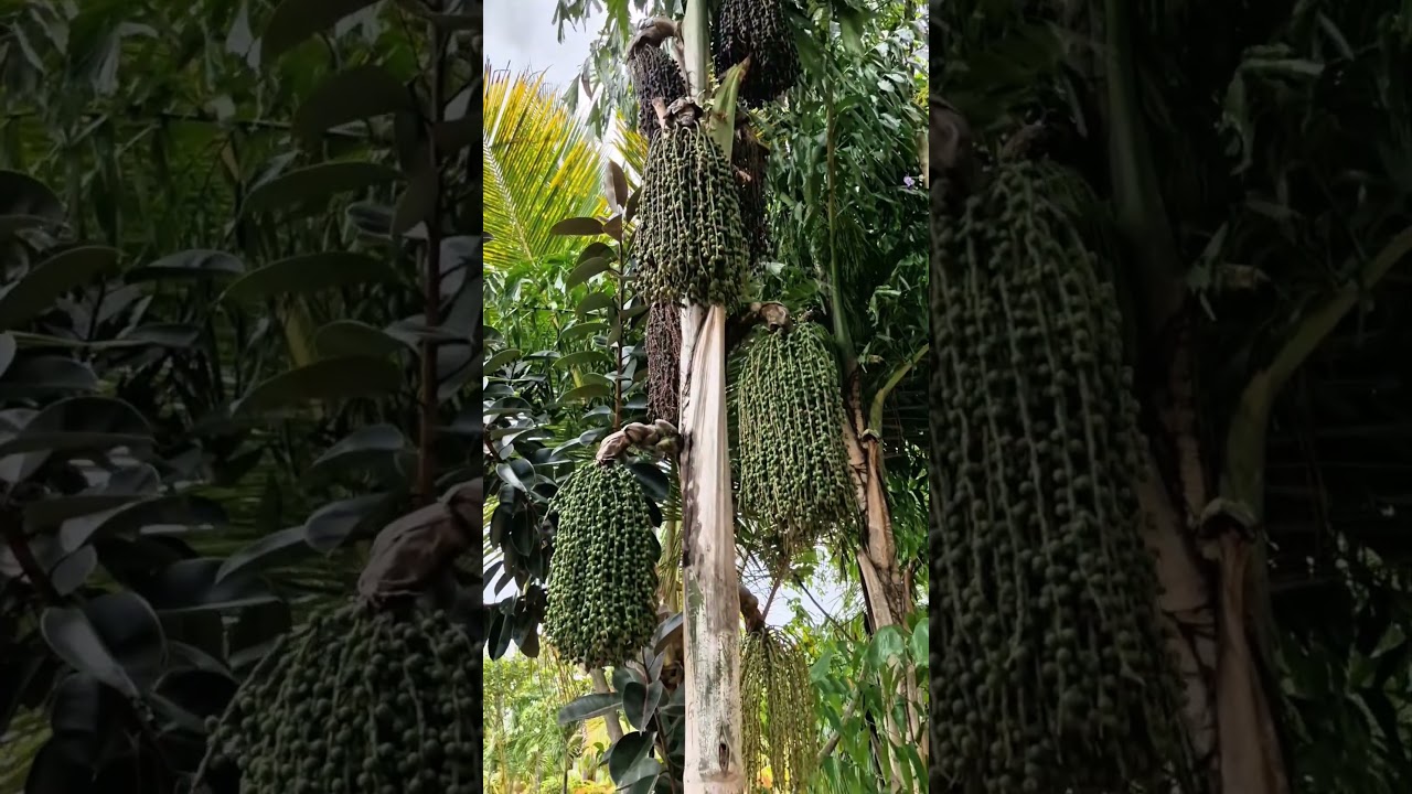 A young Kithul tree —the petite form of Sri Lanka’s iconic fishtail palm 