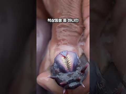 상어도 먹지않는 물고기의 정체 #동물 #지식 thumbnail
