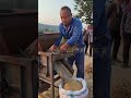 Compact Soybean Thresher for Quick Crop Harvest 🌾🚜