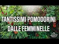 Una Cascata di Pomodorini [2×8] News Tuta Absoluta e Batteriosi