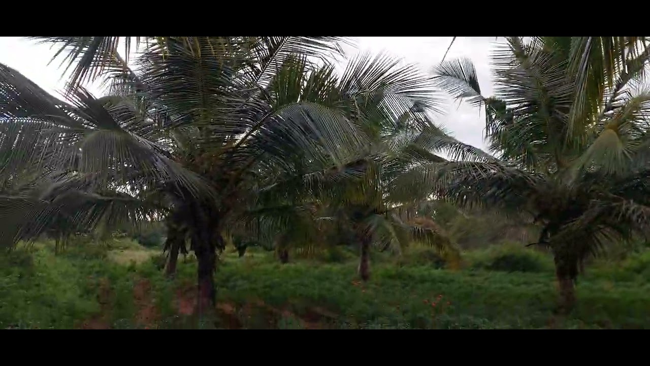 37 Gunta farmland sale near mysore gaddige road 2lakh 45 thousand per gunta vijay 7892910358