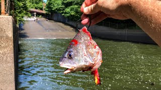 This MISTAKE Cost Me $1000!  MONSTROUS Bait Fishing!!!