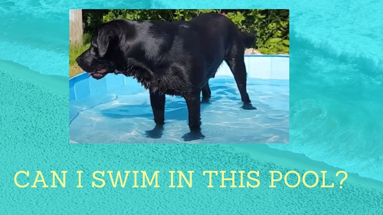 Dog in pool (funny) - YouTube