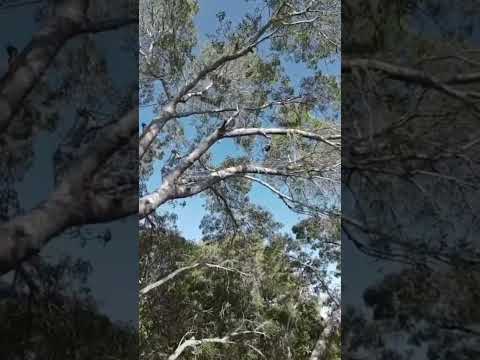 2 Dji avata