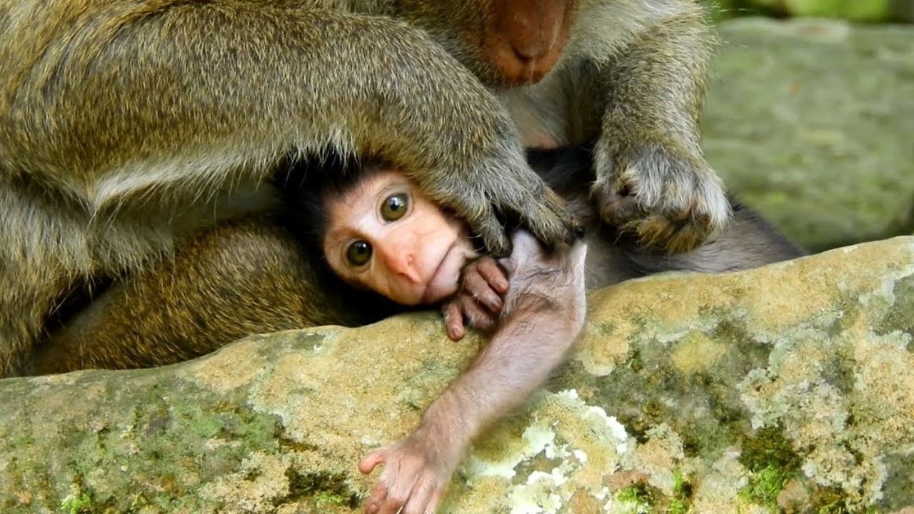 neighbors cast Oh Mummy Monkey Left Newborn baby With neighbor For Grooming, Baby Staying So quiet