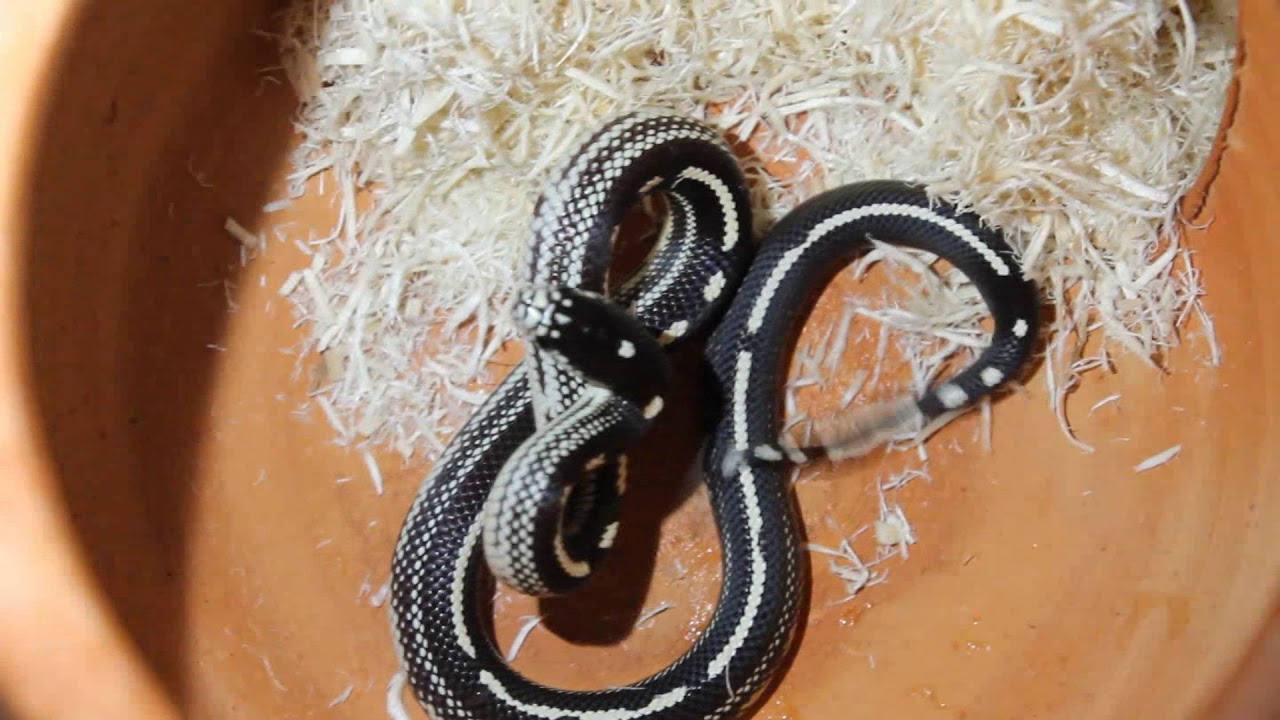 kingsnake morphs [King snake] พฤติกรรมการป้องกันตัวของงูคิงสเนค (california striped king snake)