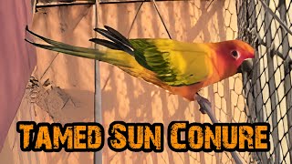 Sun Conure Tamed  - 8 by Birds Bucket 551 views 5 months ago 4 minutes, 9 seconds
