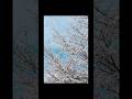 京都の桜が見事です。 KYOTO Japan.
