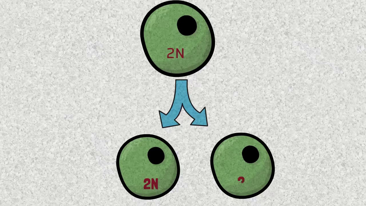 Prep 3 - Cell division - Unit 4 lesson 1 - part 1