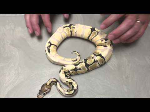 Morphs 101 - GHI Mojo Enchi / Fire Coral Glow (paradox)
