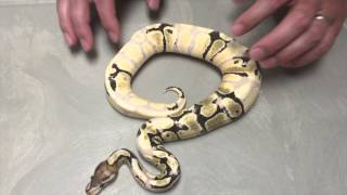 Morphs 101 - GHI Mojo Enchi / Fire Coral Glow (paradox)