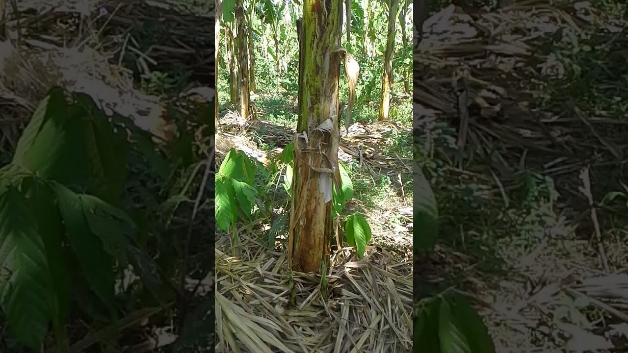 100%agroforest farm/natural low cost weed control