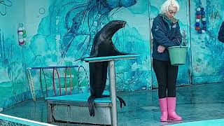 Морские Котики в Зоопарке Краснодара