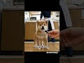 #柴犬 #豆柴 #犬のいる暮らし #shibainu #いぬすたぐらむ