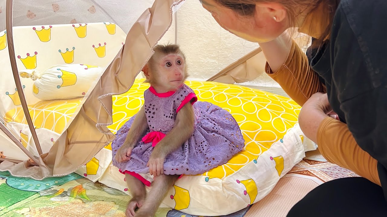 Monkey Tina was very touched by the special meaningful gift that her mother gave her.