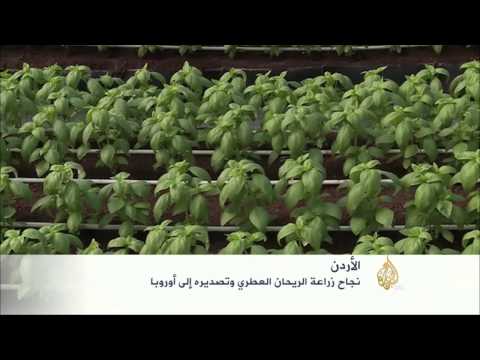 نجاح زراعة الريحان العطري وتصديره إلى أوروبا