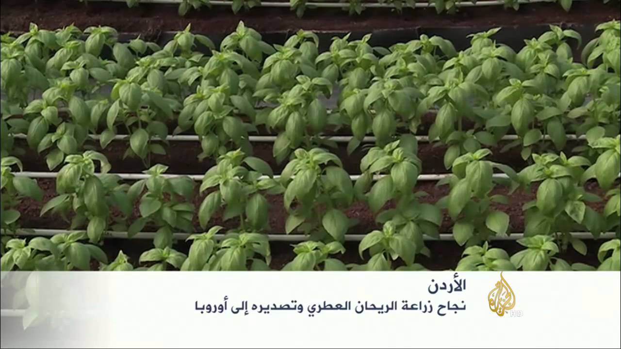 نجاح زراعة الريحان العطري وتصديره إلى أوروبا