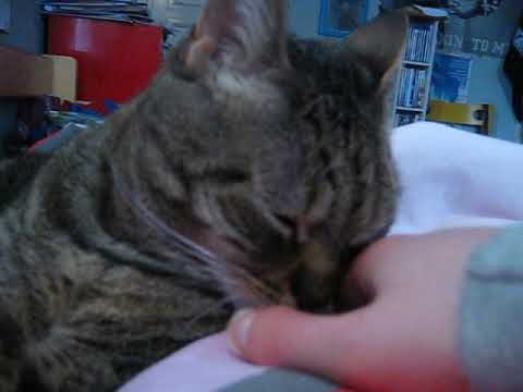 cat แปลว่า Finger lickin' again