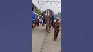 Tirumala Tirupati | #tirumala #tirupati #elephant