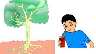 Science - पादप में परिवहन | संवहन ऊतक जाइलम, फ्लोएम Plants Transportation transpiration pull - Hindi