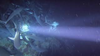 Fakarava South P Shark Night Dive