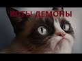 ТОП 5 КОТОВ-ДЕМОНОВ. НАПАДЕНИЕ КОТОВ НА ЛЮДЕЙ.