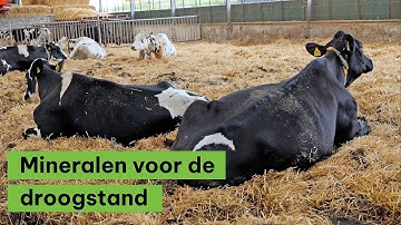 Droogstandsmineralen: waarom zijn ze zo belangrijk?