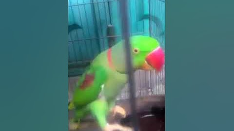 Vẹt nói- vẹt xích nói chuyện với người như đúng rồi