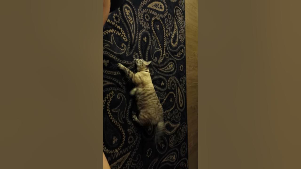 Cat dragging herself along carpet YouTube