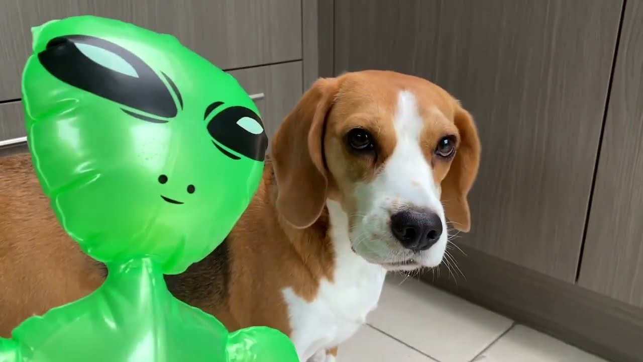 Puppy Surprised By ALIENS again!