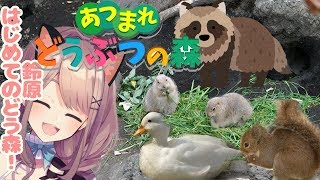 【あつまれどうぶつの森】鈴原、はじめてのどう森…やってみるるｯ！！！！！！【鈴原るる/にじさんじ】