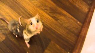 incredible mouse trick: walking backwards on hind legs